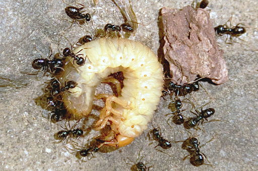 ant-worm20240428-1.jpg