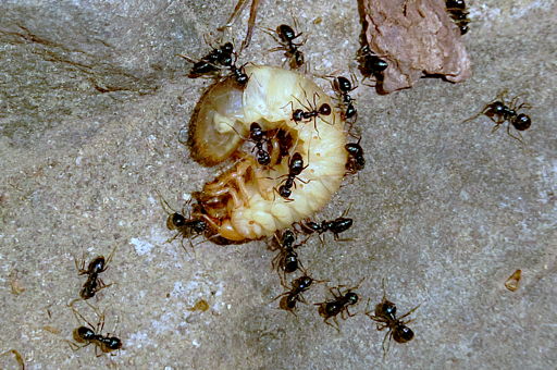 ant-worm20240428-2.jpg
