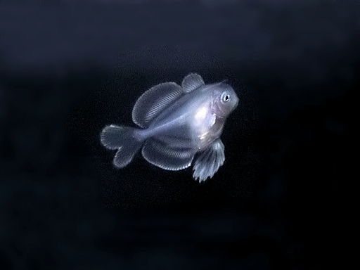 Bluefin driftfish