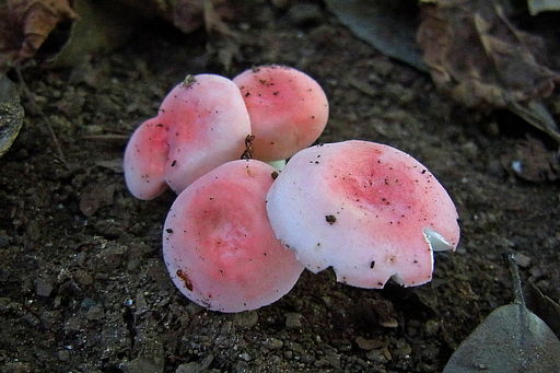 mushroom ornament ❀* 水玉ピンク傘の キノコさん